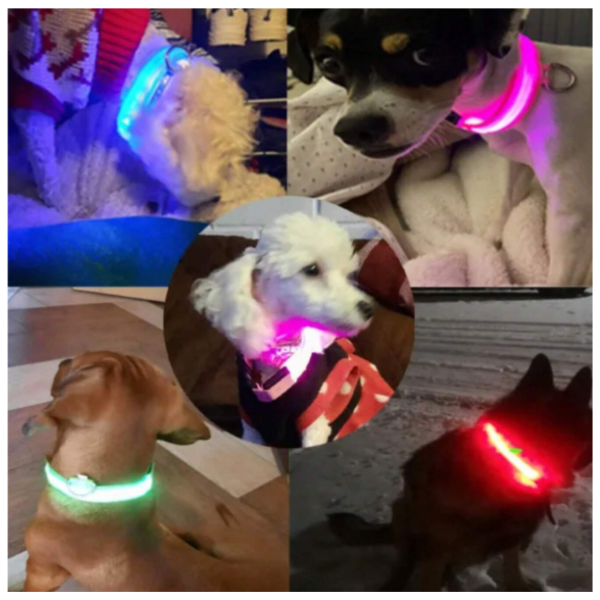 Collar Luminoso LED - Imagen 3